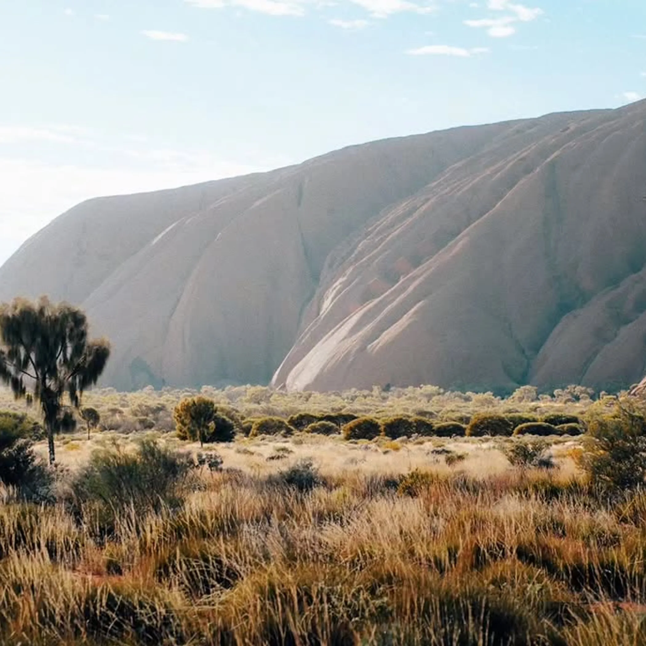 desert wildflowers near uluru spring